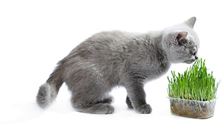 Cat Grass