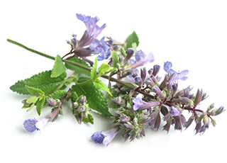 Catmint Seeds