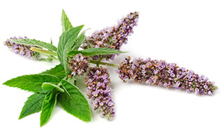 Catnip Seeds