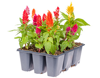 Celosia Seeds