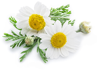 Chamomile Seeds