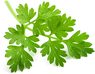 Chervil Seeds