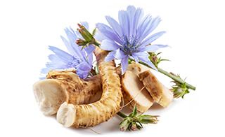 Chicory Seeds