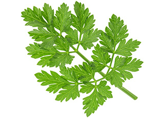 Cilantro Seeds