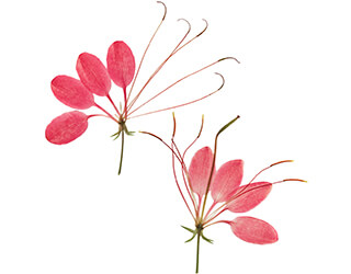 Cleome Seeds