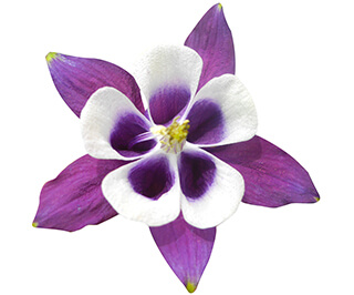 Columbine Seeds