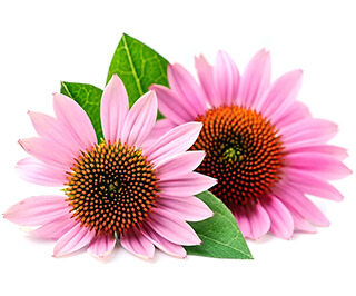 Coneflower Seeds