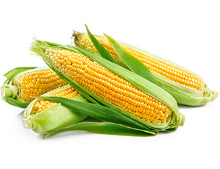 Corn Seeds