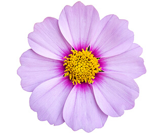 Cosmos Seeds