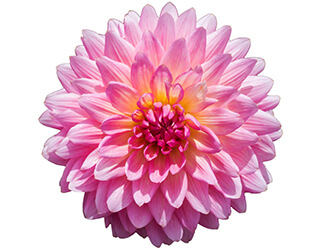 Dahlia Seeds