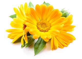 Daisy Seeds