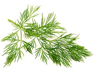 Dill Seeds