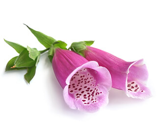 Foxglove Seeds