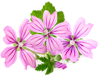 Hollyhock Seeds