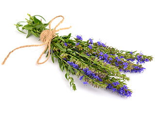 Hyssop Seeds