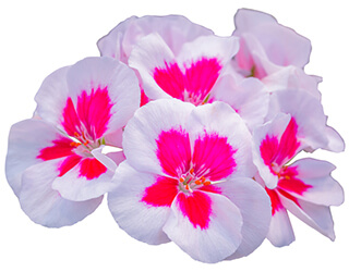 Impatiens Seeds
