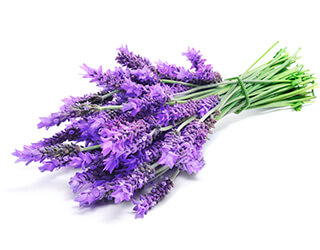 Lavender Seeds