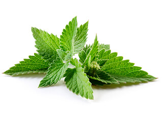 Lemon Balm