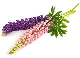 Lupine Seeds