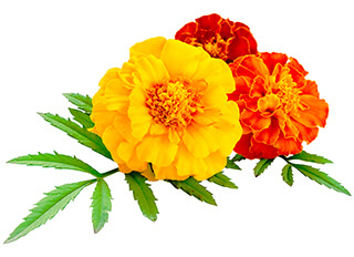 Marigold Seeds