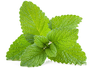 Mint Seeds