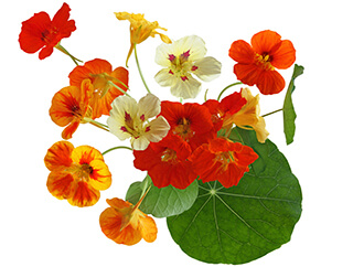 Nasturtium Seeds