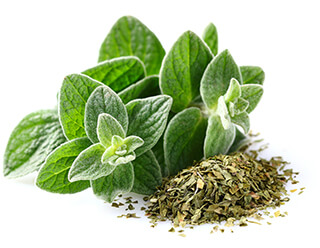 Oregano Seeds