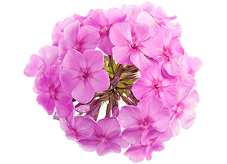 Phlox Seeds