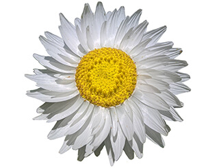 Strawflower Seeds