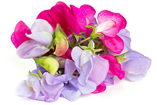 Sweet Pea