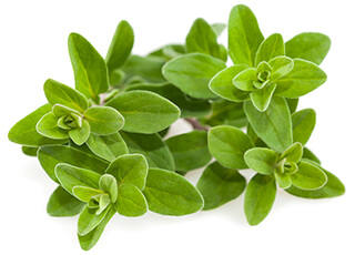 Thyme Seeds