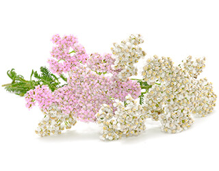 Yarrow Seeds