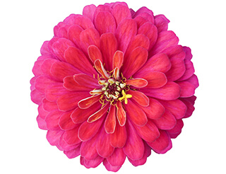 Zinnia Seeds